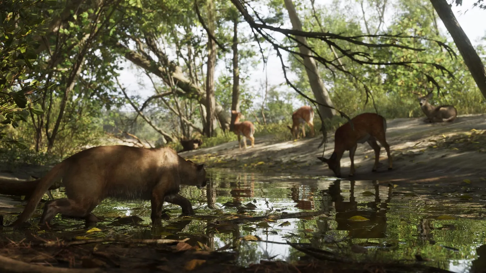 Puma s’approchant dans l’eau peu profonde d’une mare où boivent plusieurs cerfs en sous-bois
